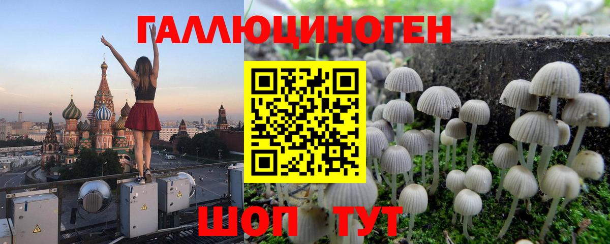 Псилоцибиновые грибы Psilocybe Шелехов